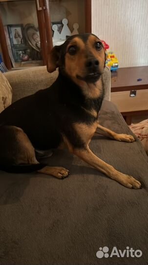 Потерялась собака