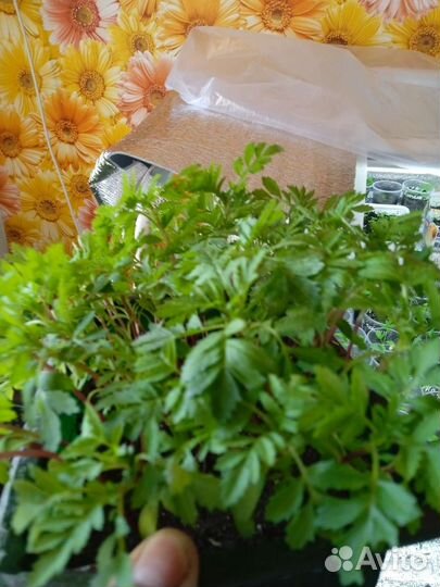 Крепкая рассада