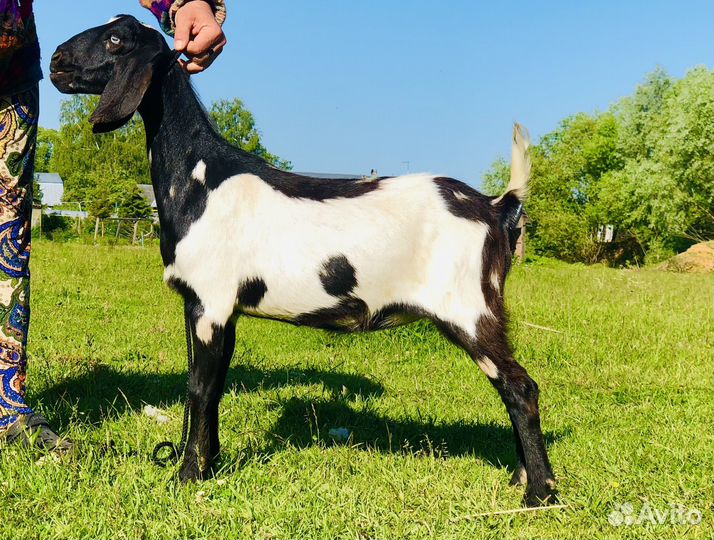 Карликовые козы