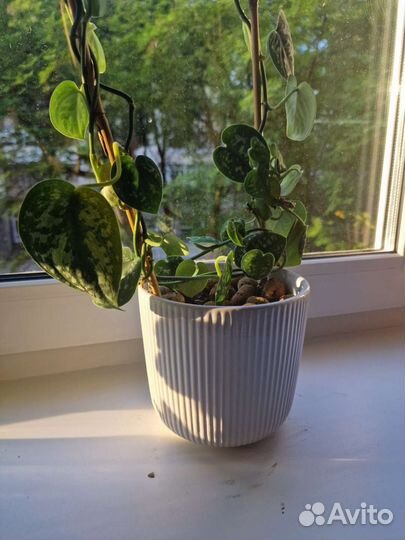 Сциндапсус расписной(Эпипремнум мраморный)