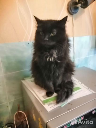 Красавица Маргоша в добрые руки