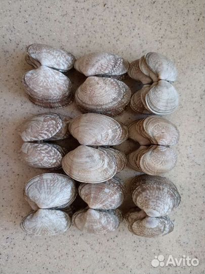 Ракушка океаническая