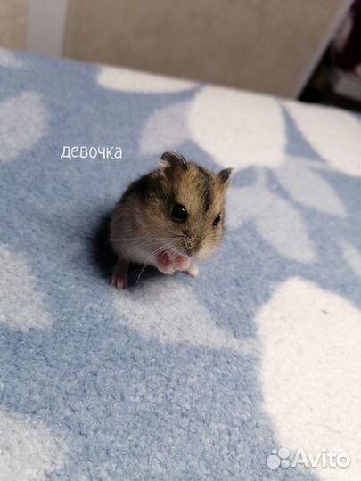 Джунгарский хомяк