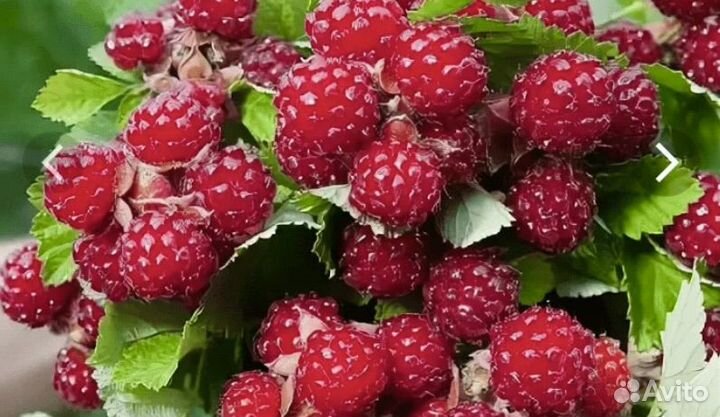 Ежемалина Ред Даймонд