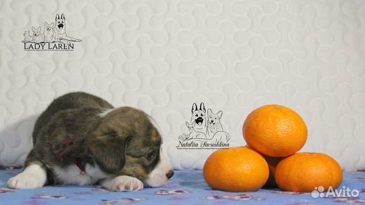 Щенки корги