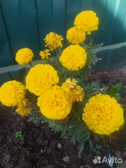 Рассада перца, томата