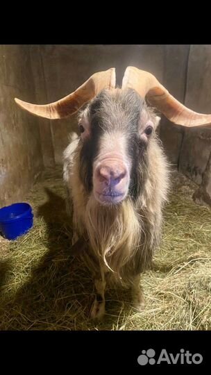 Козел ламанча