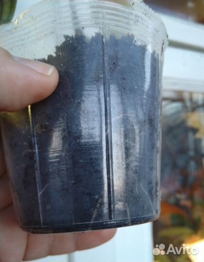 Плектрантус Mona Lavender (комнатная сирень)