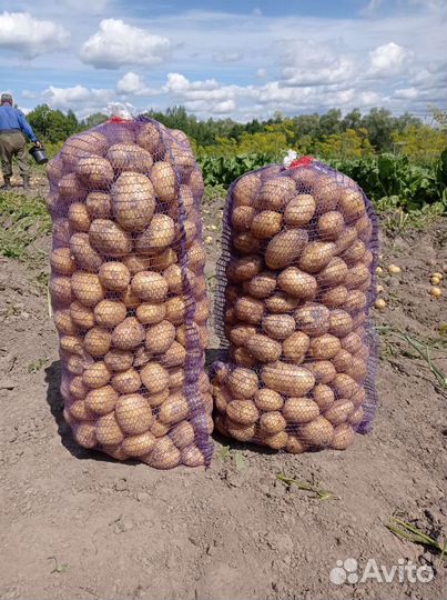 Картофель (новый урожай)