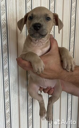 Щенки девчонки