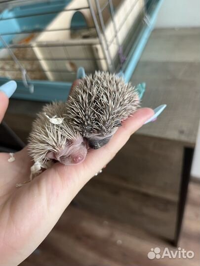 Африканский карликовый еж
