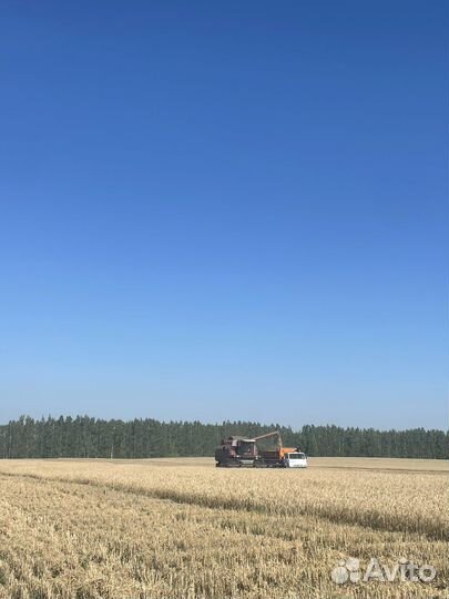 Элита,Семена озимой пшеницы 