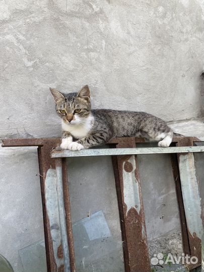 Кошечка в добрые руки