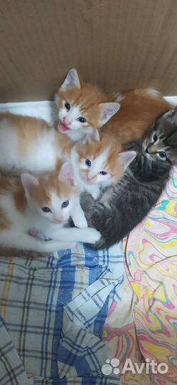 Котята в добрые руки бесплатно