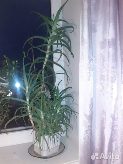 Мирты,алоэ, золотой ус