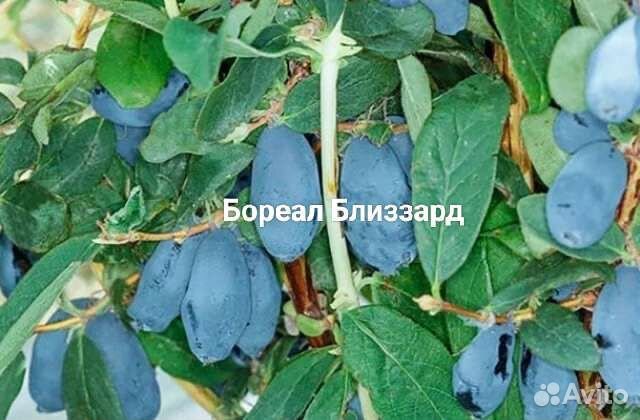 Жимолость Блю банана, хайнеби