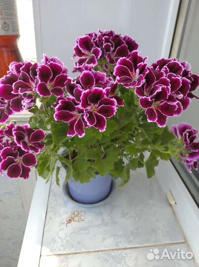 Пеларгония герань