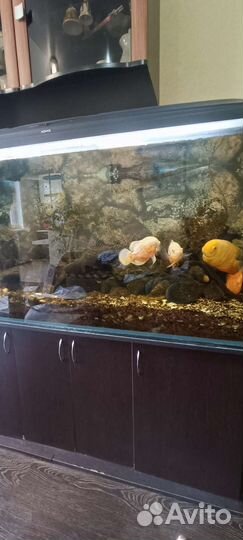 Аквариум с тумбой 550 литров