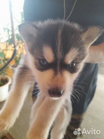 Щенки сибирской хаски