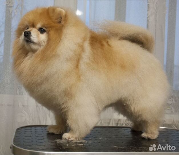 Груминг шпицев