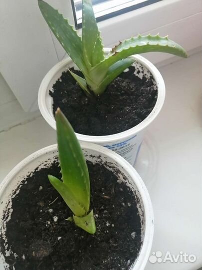 Алоэ вера / столетник