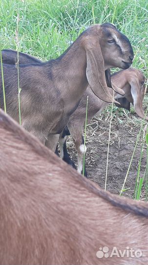 Англо нубийский козлик