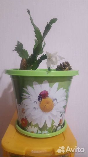 Декабрист шлюмбергера