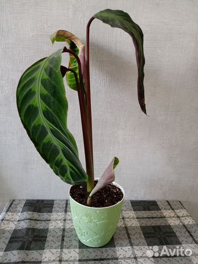 Калатея Варшевича