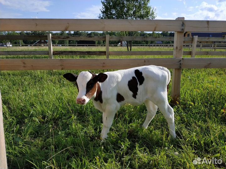 Бычки.телята