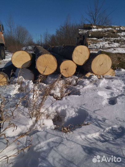 Дуб кругляк