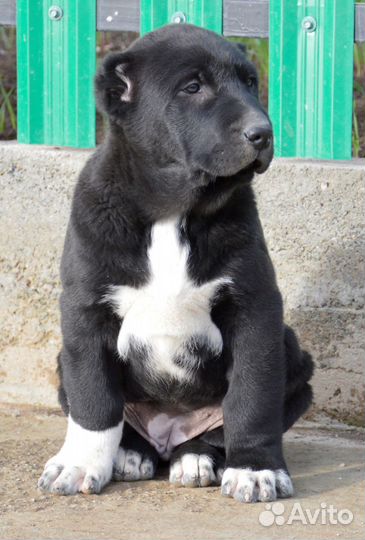 Девочка сао