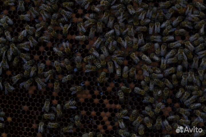 Улей пасека пчёлы семьи