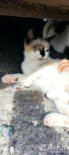 Котики в хорошие руки