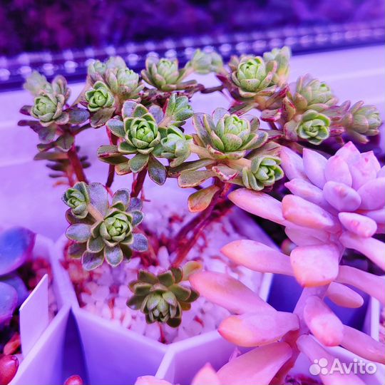 Суккуленты эхеверии пахифитум эониум