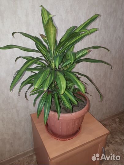 Комнатные цветы