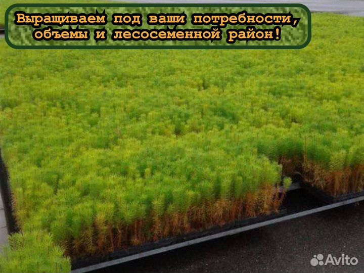 Зкс сеянцы сосны и ели