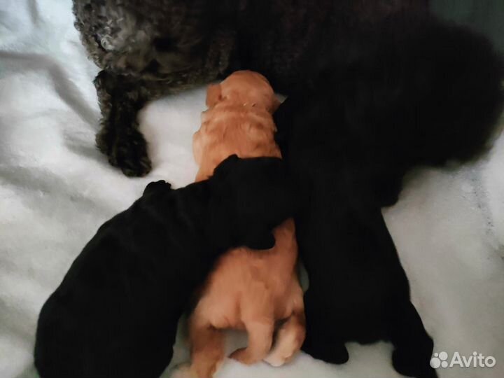 Той-пудель мини