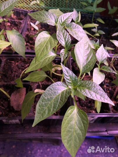 Рассада острого перца