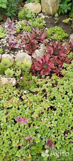 Молодило каменная роза