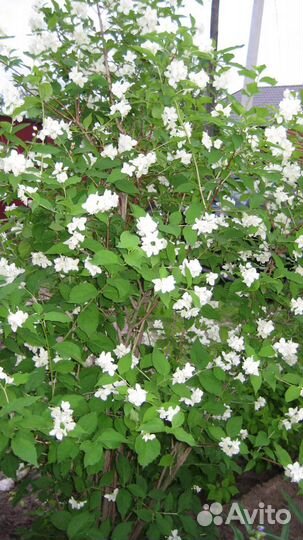 Чубушник садовый жасмин 4-хлетние саженцы