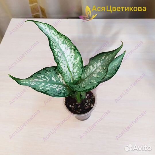 Диффенбахия удомасаб, рефлектор, везувий