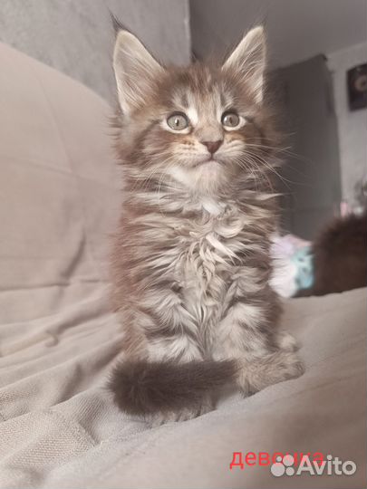 Котята мейн-кун