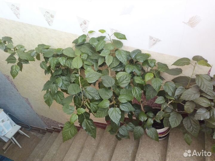 Цветы домашние в горшках - китайская роза (гибиску