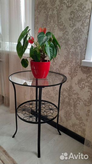 Цветок мужское счастье