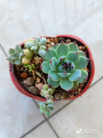 Суккуленты. Садик
