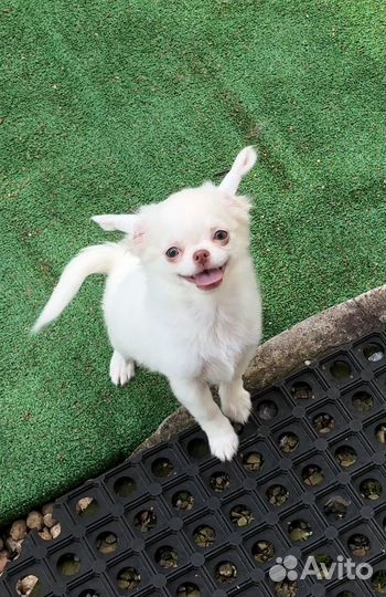 Принцесса Симба