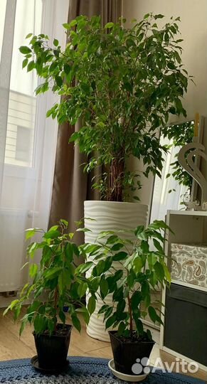 Фикус бенджамина