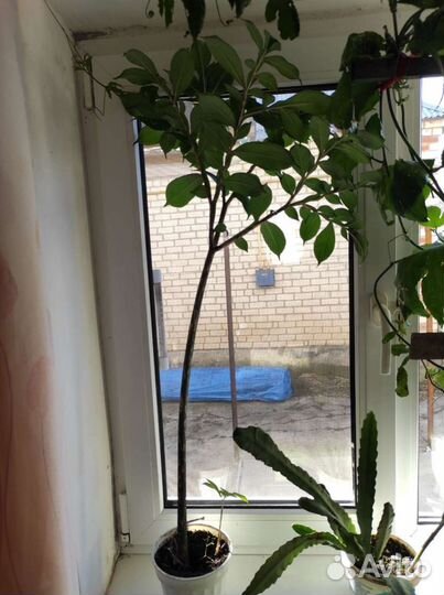 Аморфофаллус