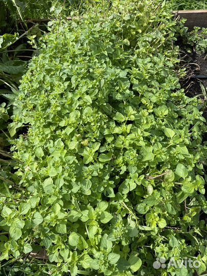 Душица саженцы 2 сорта