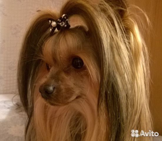 Стрижки собак от 